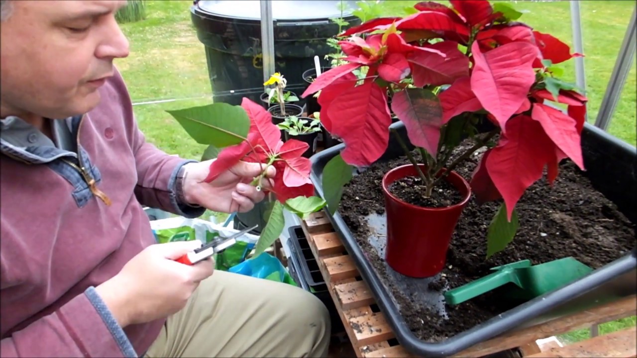 How To Make A Poinsettia Turn Red Again? | Atelier-yuwa.ciao.jp