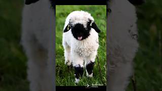 Sheep Baby 🐑❤ #sheep #baby #cute #beautiful #lamb #shorts