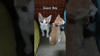 귀티나는 구찌보이 캣 / a racy cat#cat #고양이 #귀여운고양이 #gucci #냥줍 #고양이구조