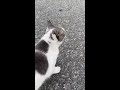 猫の鼻から何か出てたから取ってみた ´Д` 【閲覧注意】