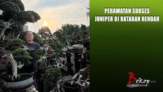 PERAWATAN SUKSES JUNIPER DI DATARAN RENDAH