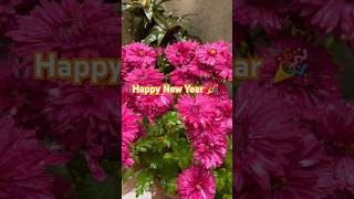 Chrysanthemum💓 #garden #shorts #youtubeshorts #shortvideo #trending #viral #flowers #youtube