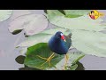 5 most beautiful birds in the world دنیا کے 5 خوبصورت پرندے urdu info 4u