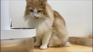 【癒し】サイベリアン猫のご飯タイム #22