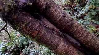 Nature Insights - Gummosis and Callus Growth on Wild Cherry