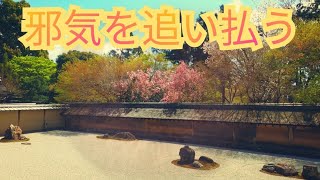 【京都春の龍安寺】地属性のパワースポット一人巡り旅,Kyoto temple