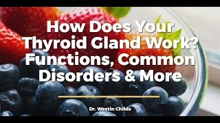 Thyroid Gland: Function, Anatomy, Hormones & Disorders