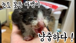 눈도 못뜬 고양이 냥줍!🐈갑자기 집사됐어요! 초보집사의 냥줍일기♥️아깽이의 브이로그♥️VLOG