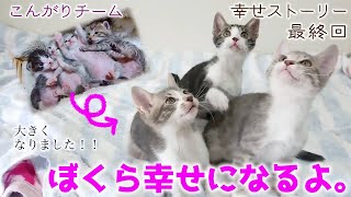 ND496【子猫】幸せストーリー最終回。ぼくら幸せになるよ。【保護猫】