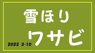 雪ほりワサビ