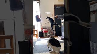 運動神経の良い猫#shorts #cat