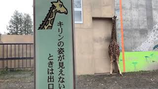 旭山動物園　キリン