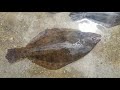 cathing 3 different species of flounder southern gulf and fluke in jacksonville fl sept 2019