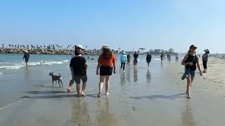 Dog Beach in Ocean Beach. Strolling along. San Diego