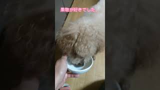 果物食べるムッちゃん。#トイプードル #老犬 #ハイシニア犬