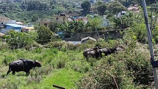 🦬BIG BISON #KODAIKANAL #Attuvampatti