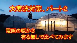 大寒波対策、パート２　電照の暖かさ有る無しで比べてみます　いちご農家の日々のお仕事　＃７８０