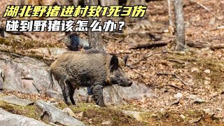 湖北野猪进村致1死3伤野猪究竟有多凶猛？碰到野猪该怎么办？