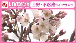 【天気ライブ】上野公園 ライブカメラ　花曇りの桜の様子はーーCherry blossoms at Shinobazu pond in Ueno,Japan