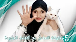 كيف أتعامل مع قطة جديدة أول مرة في البيت في 5 خطوات 🤗