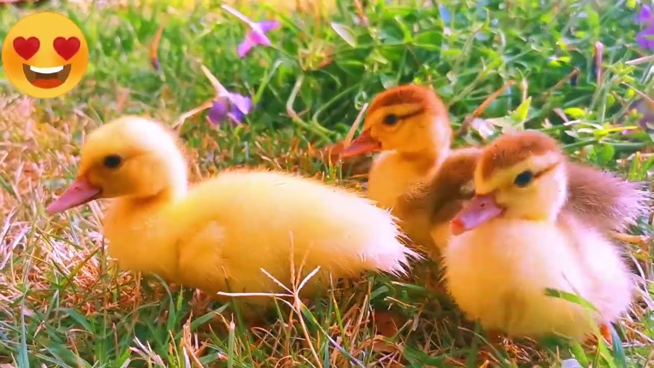 Funny Ducklings Youtube