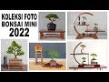 Koleksi Bonsai Mini Yudi Animasi - 2022