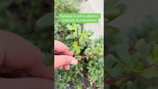 Benefits Of Purslane: The Surprising and Underrated Leafy Green with Amazing Health Benefits