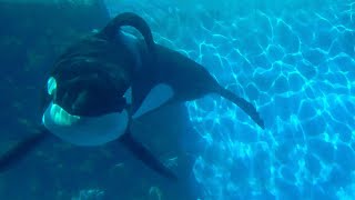 シャチ アースくん【名古屋港水族館】