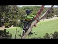 the tafe certificate 3 in arboriculture