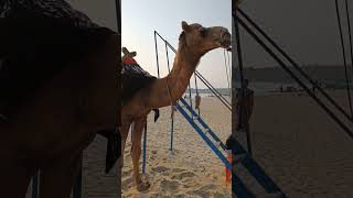 Camel on Pallikere Beach, Kasaragod, Kerala #camel #animals #kasaragod #kerala #beach