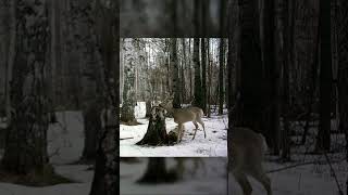 Самец Сибирской косуля кушает соль/Male Siberian roe deer eats salt  #siberia #funny #deer