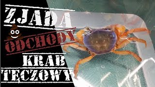 Zjada własne ODCHODY - Krab tęczowy