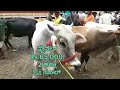 ranebennur cow market ರಾಣೇಬೆನ್ನೂರ್ ಆಕಳು ಮಾರುಕಟ್ಟೆ every sunday morning market