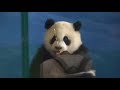 20140508圓仔把圓圓媽的水果啃光ㄌ全記錄giant panda yuanzai