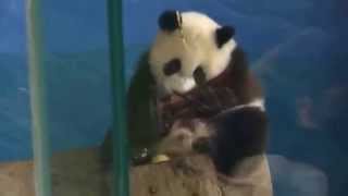 20140508圓仔把圓圓媽的水果啃光ㄌ全記錄Giant panda Yuanzai