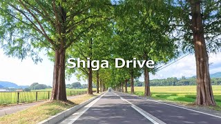 4K Japan Drive [Shiga]Metasequoia-lined avenue and Oku-Biwako Parkway[滋賀ドライブ]メタセコイア並木道と奥琵琶湖パークウェイ