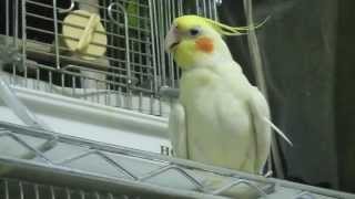 オカメインコ（1号） 夏盛り35度