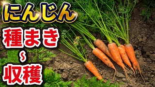 【第1回】ニンジンの種まき！収穫までの流れを動画で紹介します【初心者もわかる】