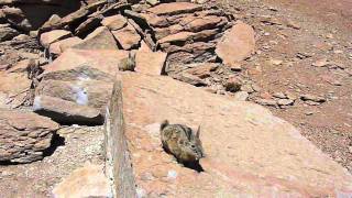 Viscachas, family of Chinchilla (wild)