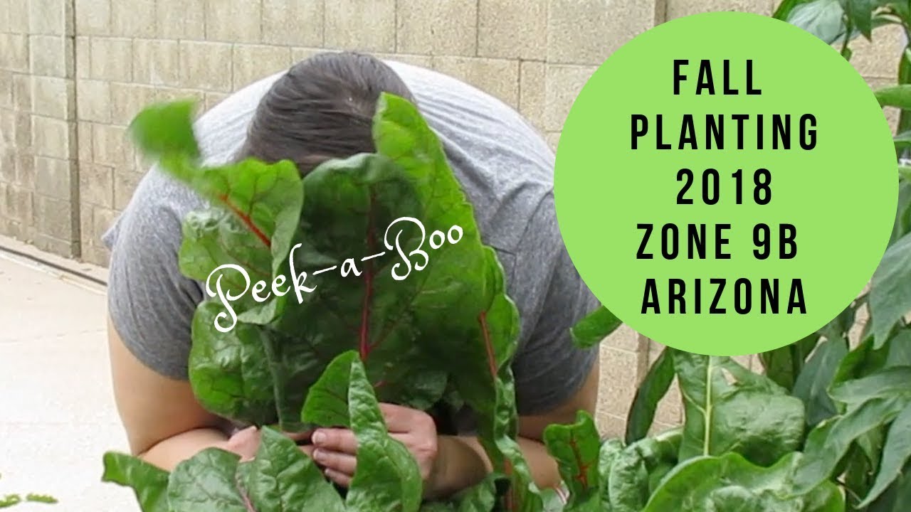 Zone 9 Arizona Backyard Garden: Zone 9b Arizona Fall Planting 2018 ...