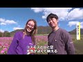 「天気が良くて映える」蒜山高原で約１０万本のコスモスの花見頃【岡山・真庭市】 23 11 01 18 00