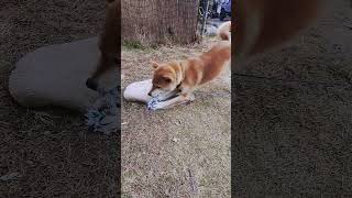 柴犬　新しい玩具　振る舞う　#柴犬 #おもちゃ