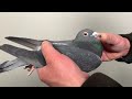 Van Wanroy Pigeons - Aarden's look a like by Descheemaecker Pigeon Center