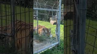 Opie Tiger is hiding and YOU \