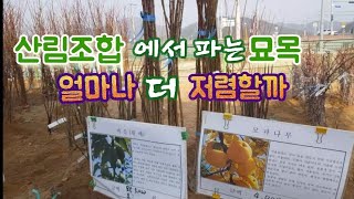 산림조합 묘목, 나무 잘 심는법, 키우기 쉬운 과일나무 소개