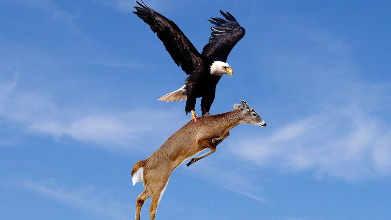 WoW!! Amazing Eagles Hunting!!! - YouTube