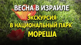 Весна в Израиле. Экскурсия в национальный парк Мореша