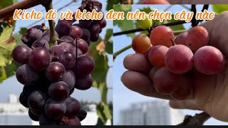 Chia sẻ so sánh giữa 2 loại nho kioho đen và đỏ