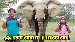 அண்ணா யானை வந்து இருக்கு 🐘 | comedy video | funny video | Prabhu Sarala Lifestyle