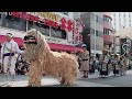 🌸沖縄.伝統芸能／獅子舞🦁 lion dance ✨2023首里城復興祭🎀 琉球王朝絵巻行列✨ryukyu dynasty／多良間ふしゃぬふ歌舞団／国際通り